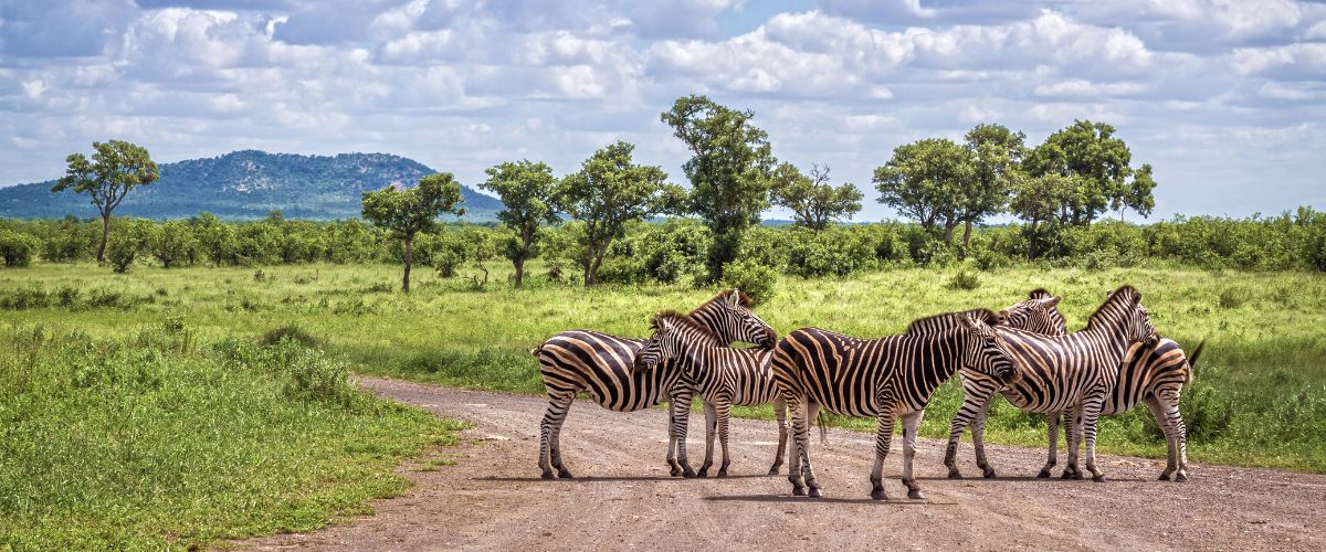 Zebra