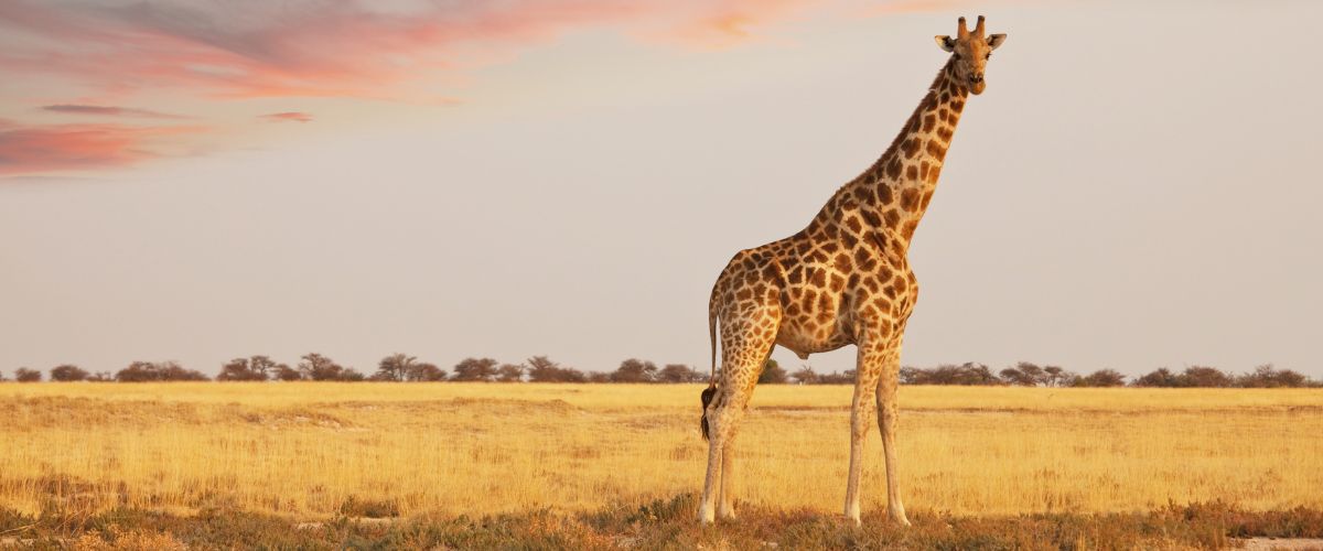 Giraffe