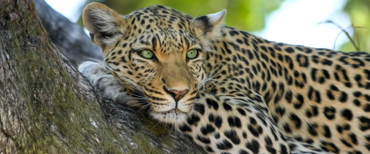 Leopard in a tree