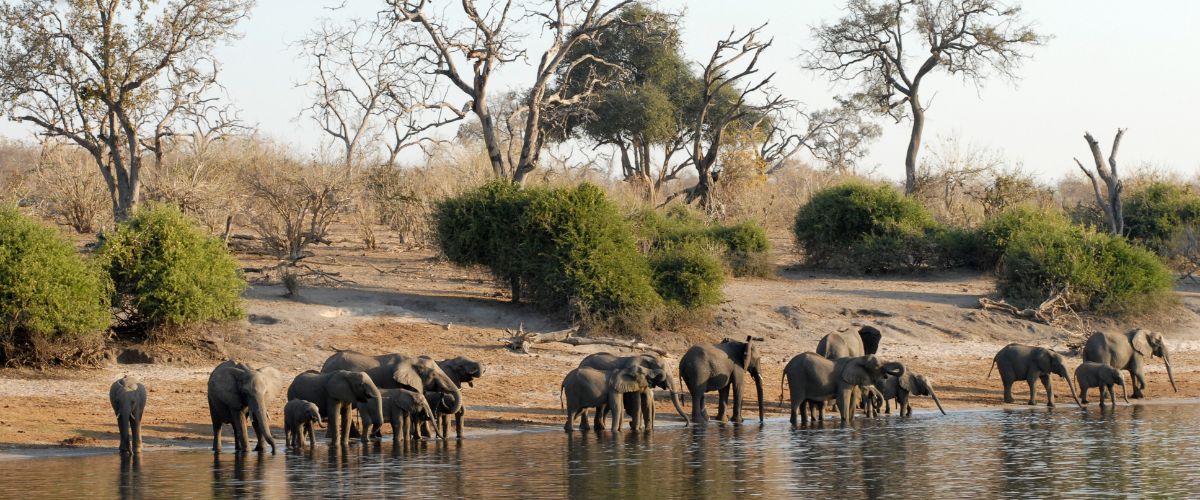 Herd of elephants