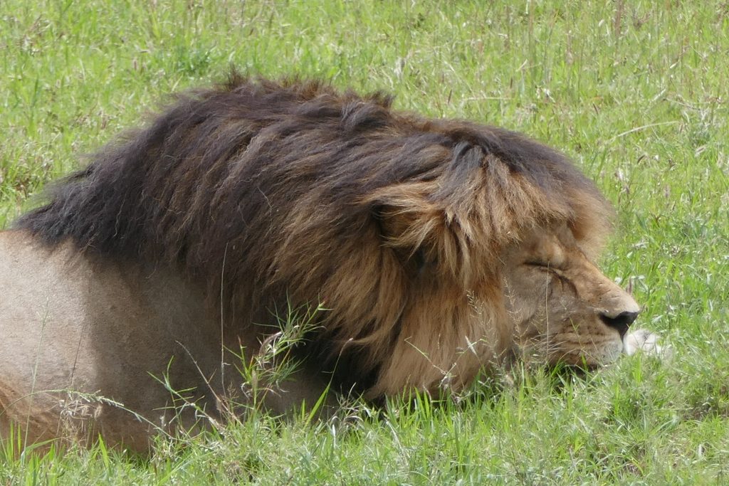 Male Lion at Kilimanjaro National Park