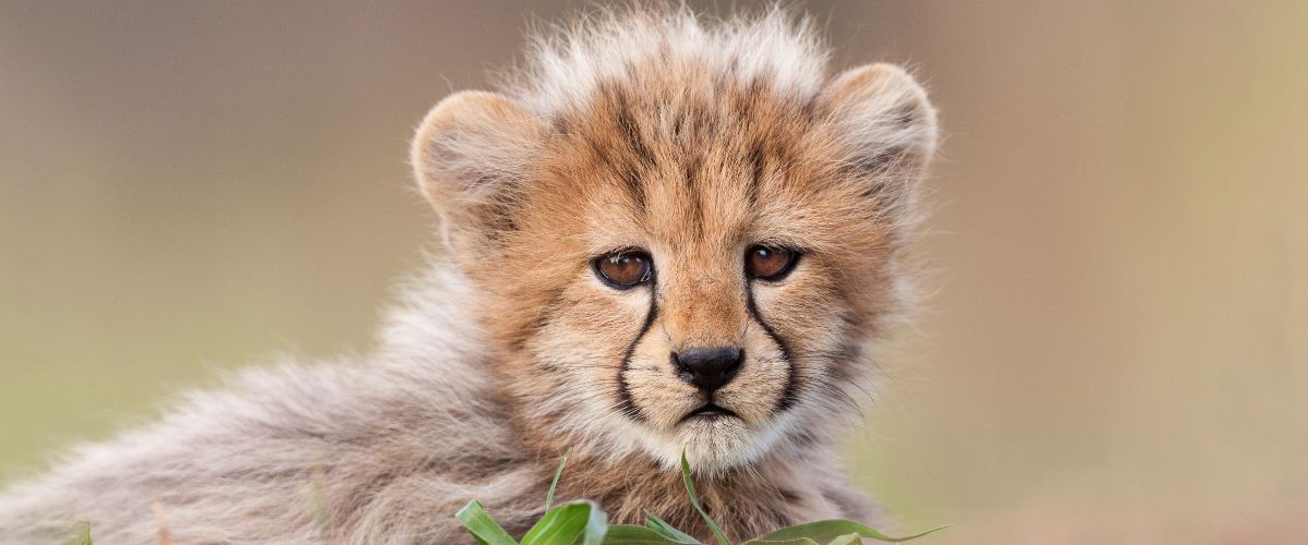 Baby Cheetah