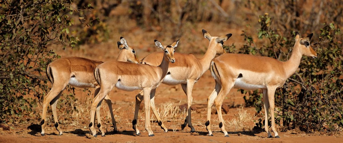 Impala