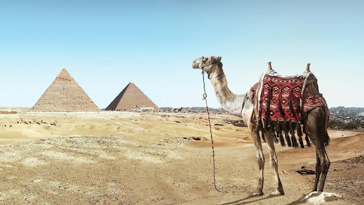 Egypt camel and the pyramids