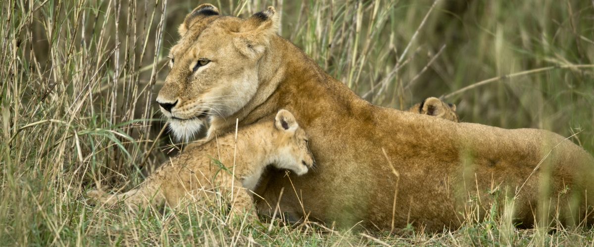 Lions
