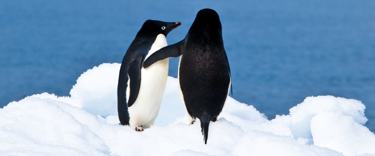 Antarctica penguins
