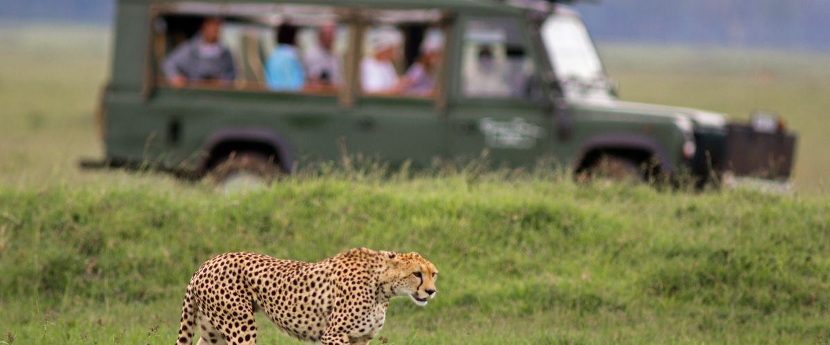 Cheetah
