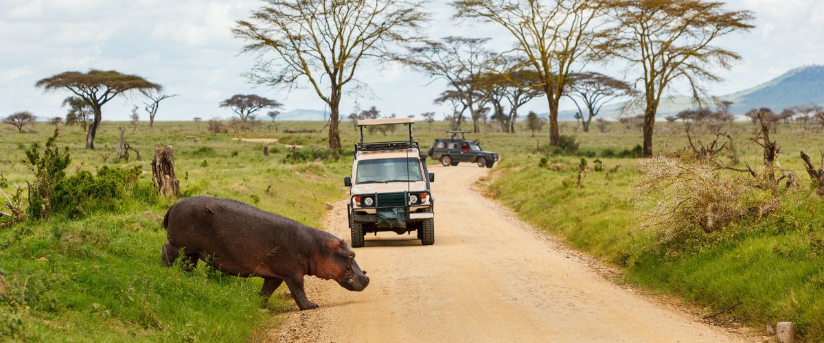 Hippopotamus in front of safari vehicle