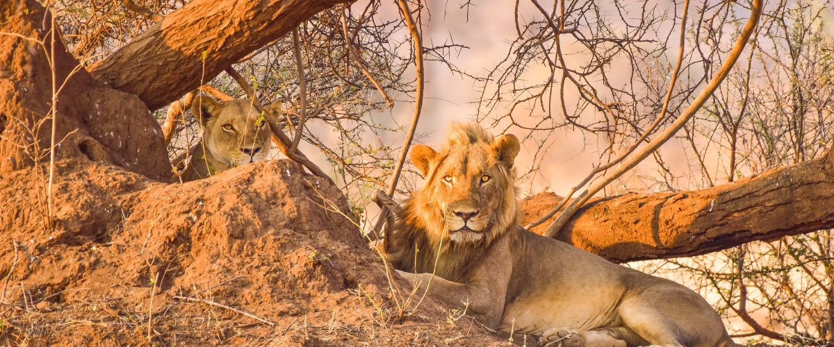 Lion