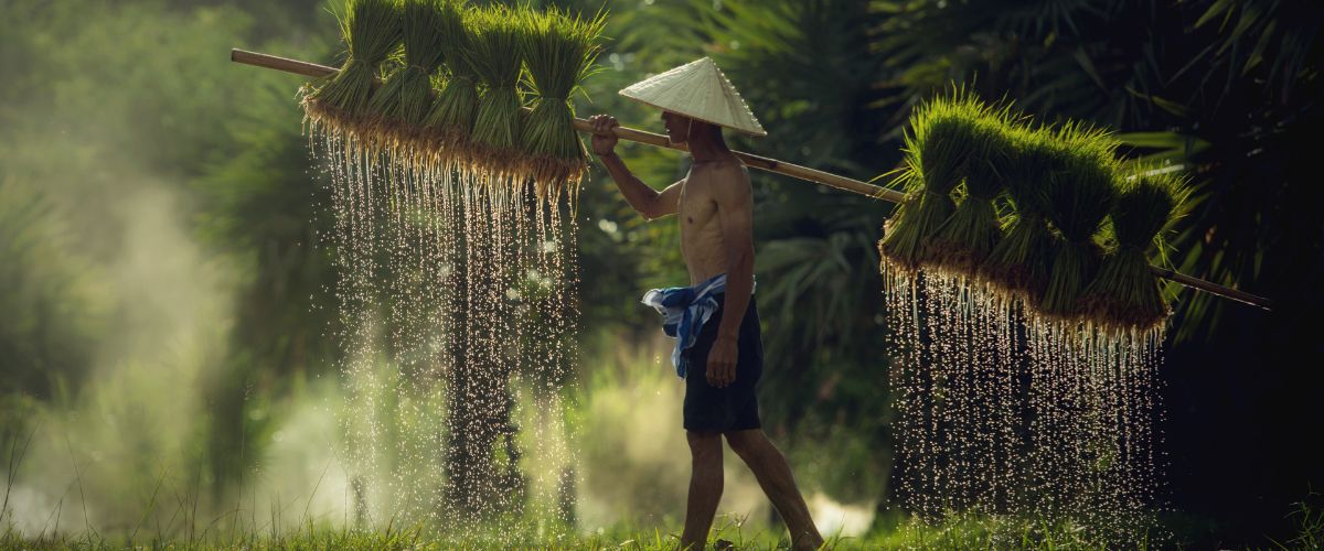 Farmer in Vietnam