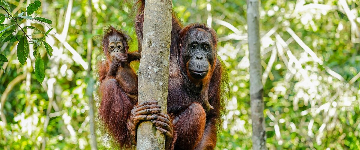 Orangutans in Malaysian Borneo