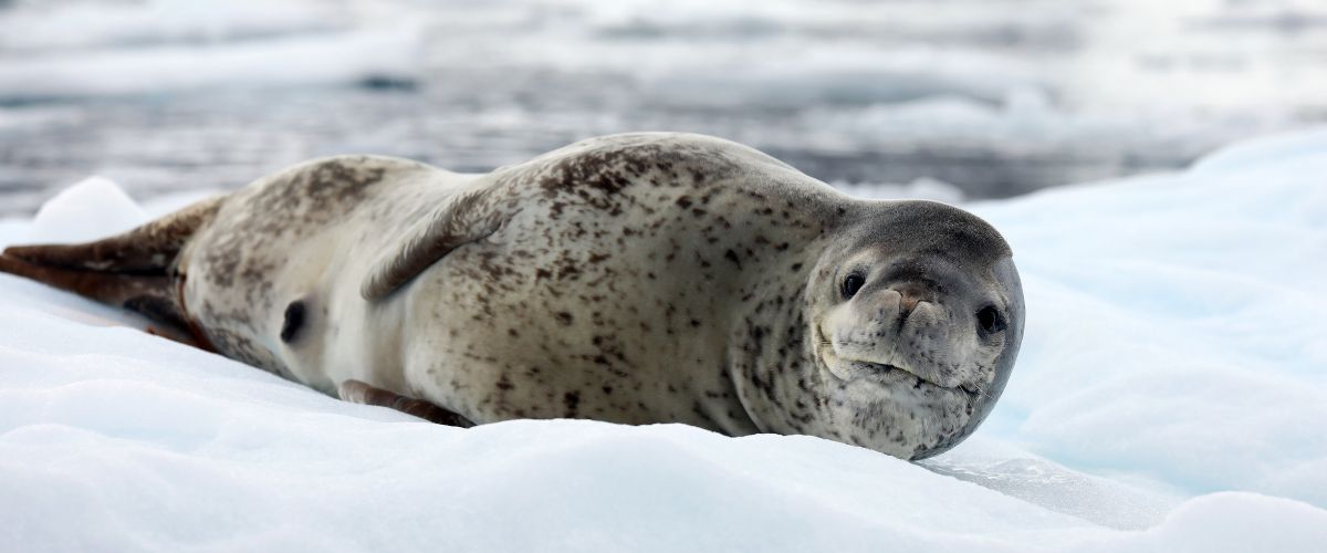 Antarctica Seal