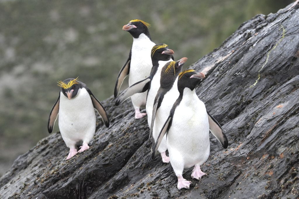 Macaroni Penguin