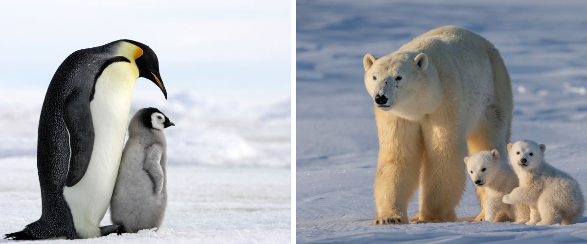 Penguins and Polar Bears