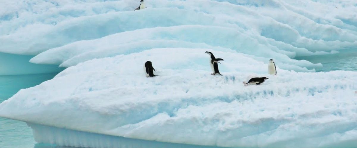 Penguins in Antarctica