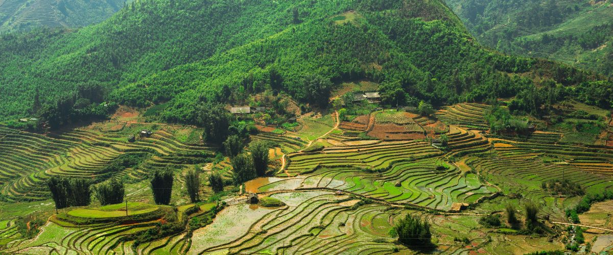 Rice Fields Vietnam