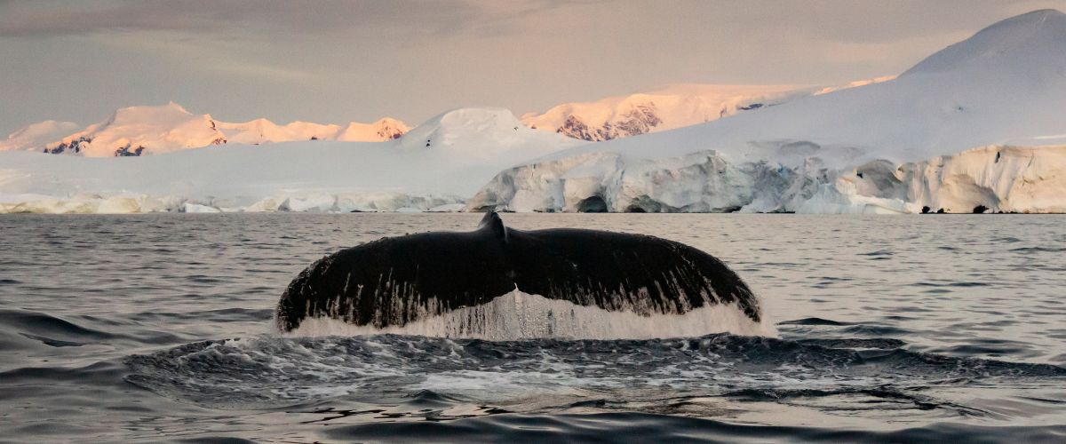 Antarctica Whale